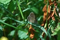 ringlet, butterfly, ringlet bu-1